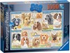 Picture of Dutiful Dogs (Jigsaw 1000pc)