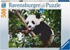 Picture of Panda Bear - 500 Pieces Puzzle